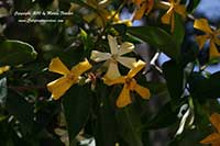 Hymenosporum flavum, Australian Frangipani