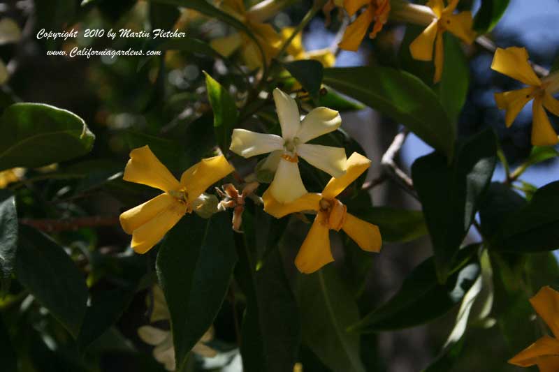 Hymenosporum flavum, Sweet Shade