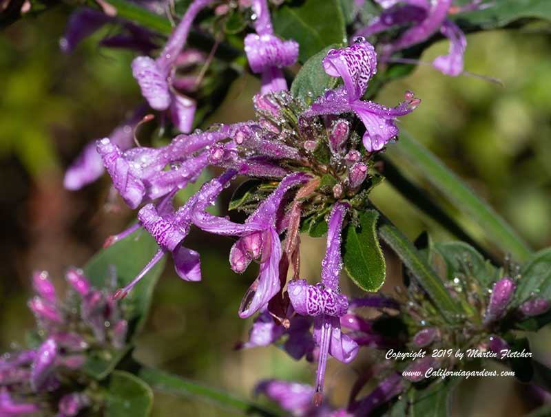 Hypoestes aristata, Ribbon Bush