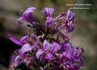 Hypoestes aristata, Ribbon Bush