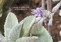 Hyptis emoryi Silver Lining, Silver Lining Desert Lavender