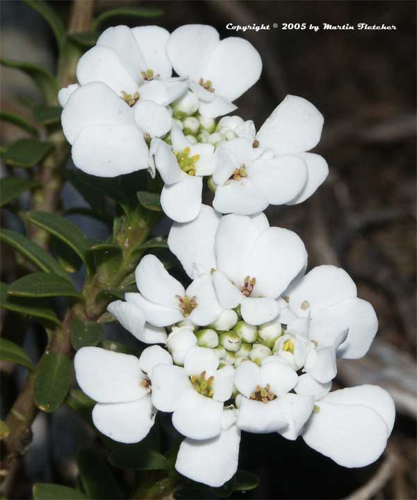 Candytuft, Iberis sempervirens