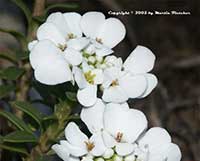 Iberis sempervirens, Candytuft