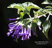 Iochroma cyaneum