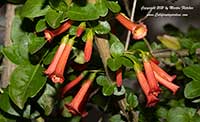 Iochroma fuchsioids, Red Angel's Trumpet, Cloud Forest Burning Bush