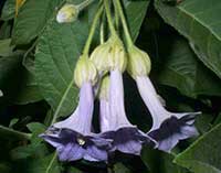 Iochroma grandiflora, Blue Angel's Trumpet