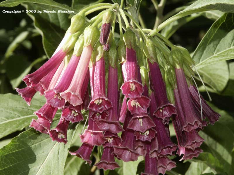 Iochroma cyaneum violacea