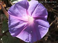 Ipomoea indica Ocean Blue, Ocean Blue Morning Glory