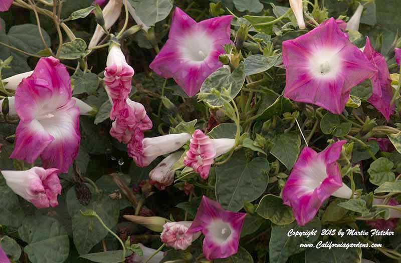 Ipomoea jalapa, Jalap