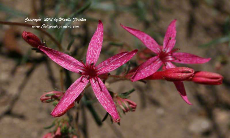 Ipomopsis aggregata, Scarlet Gilia