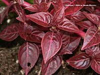Iresine herbstii, Bloodleaf