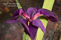 Iris Black Gamecock, Louisiana Iris Black Gamecock