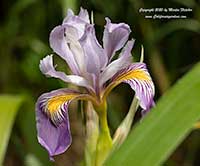 Iris douglasiana Royal Peacock, Royal Peacock Pacific Coast Hybrid Iris