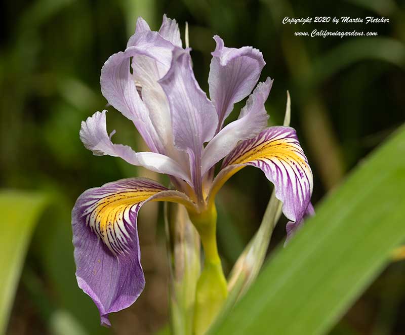 Iris douglasiana Royal Peacock, Pacific Coast Hybrid Iris Royal Peacock