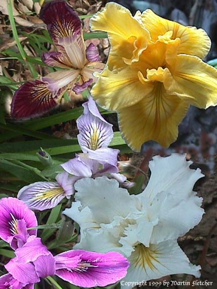 Pacific Coast Hybrid Iris