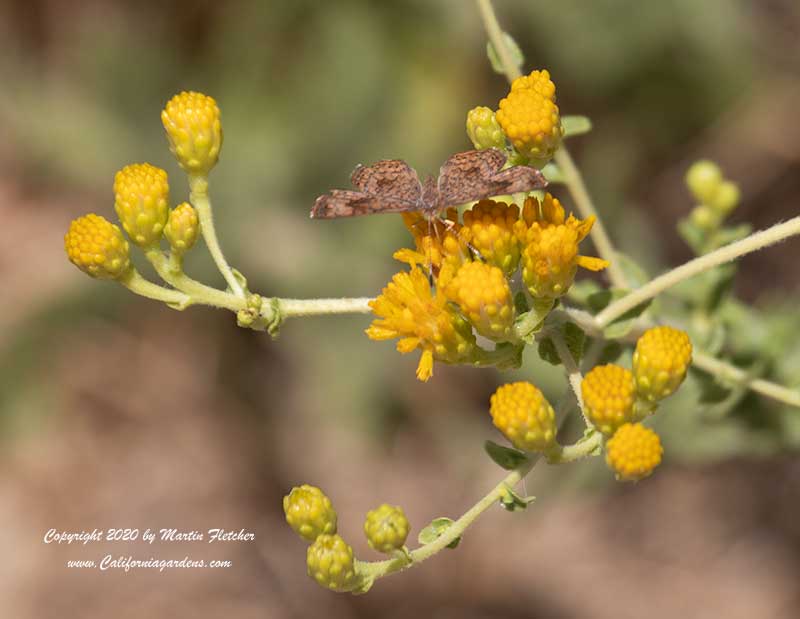 Isocoma menziesii, Coastal Goldenbush, Fatal Metalmark