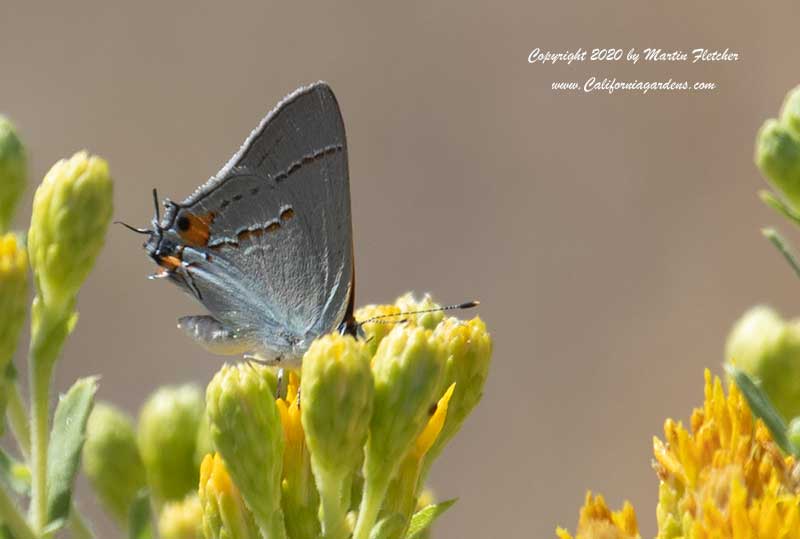 Isocoma menziesii, Coastal Goldenbush, Gray Hairstreak