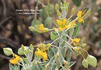 Cleome arborea, Bladderpod