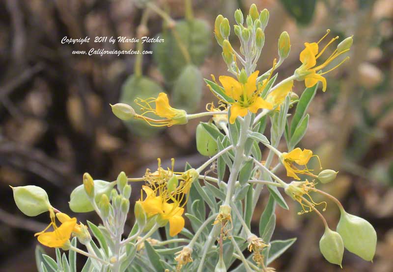 Peritoma arborea, Isomeris arborea, Bladderpod