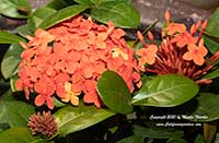 Ixora coccinea Maui Red, Jungle Geranium