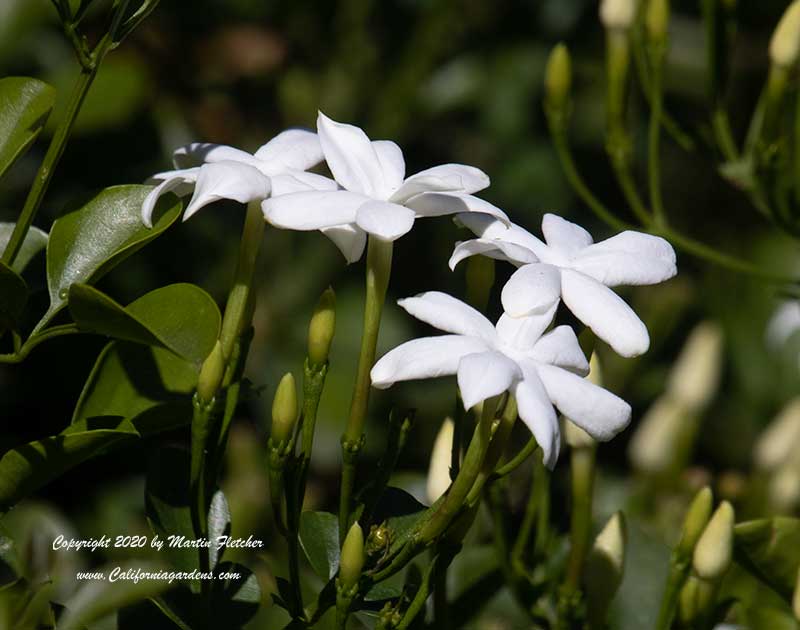 Jasminum angulare, South African Jasmine