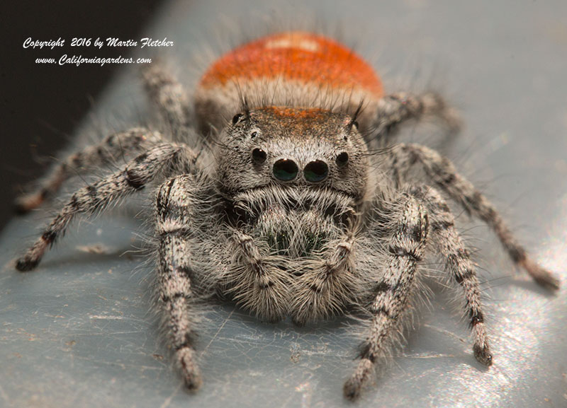 California Jumping Spider