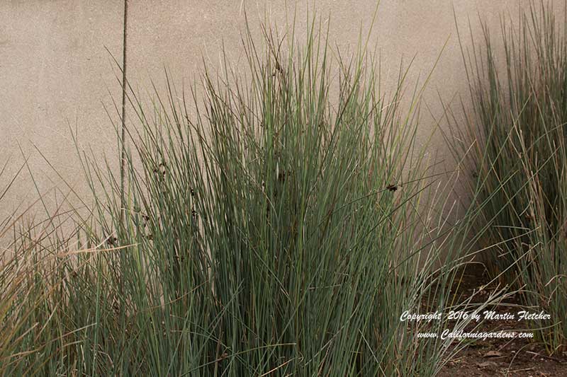 Juncus tenuis Blue Dart, Path Rush