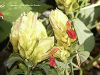 Justicia Fruit Salad, Fruit Salad Shrimp Plant