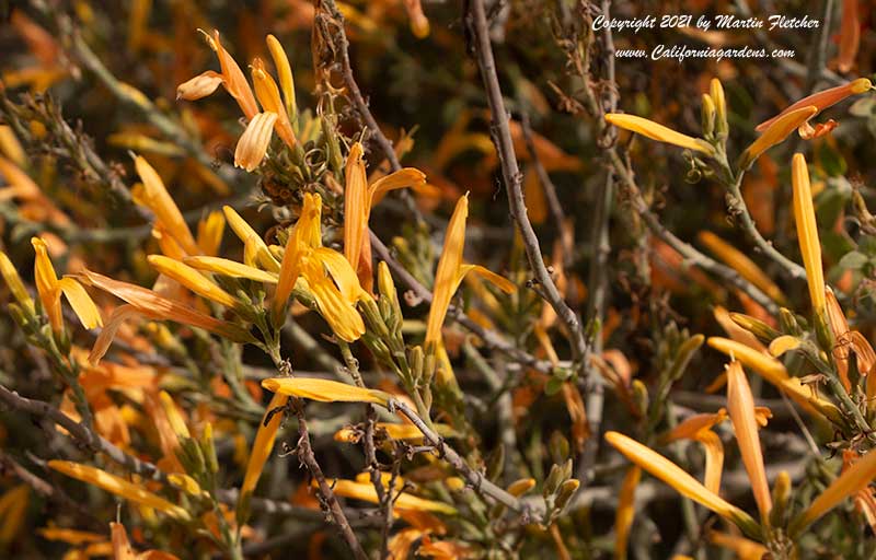 Justicia californica Tecate Gold, Chuperosa