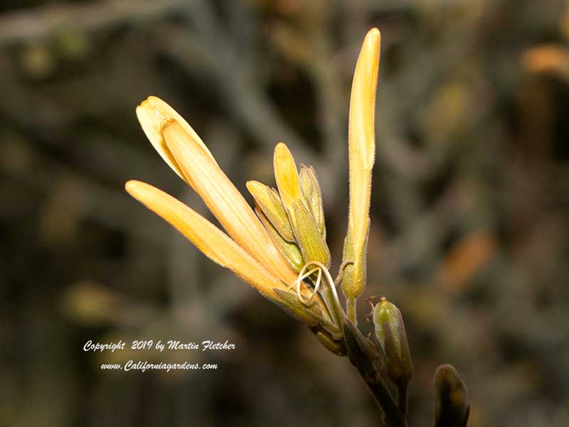 Justicia californica Tecate Gold, Chuperosa