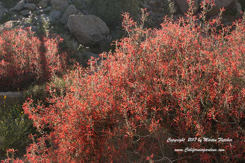 Justicia californica, Chuperosa