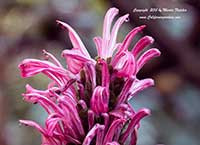 Justicia carnea, Brazilian Plume Plant