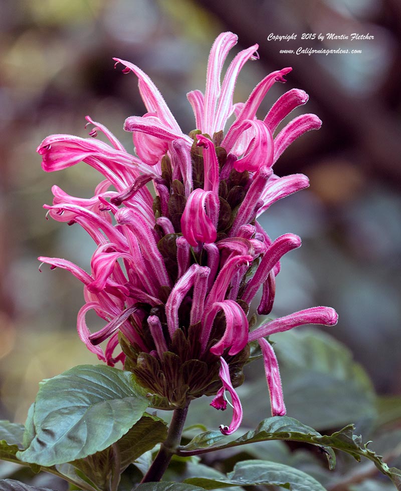 Justicia carnea