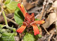 Justicia fulvicoma, Mexican Plume