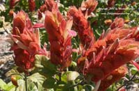 Justicia Jambalaya, Dwarf Shrimp Plant