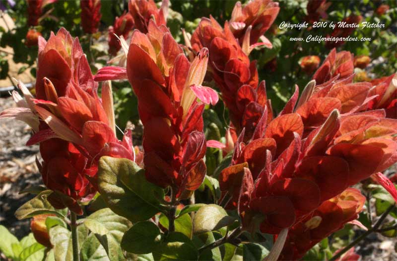 Justicia Jambalaya, Dwarf Shrimp Plant