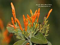 Justicia leonardii, Orange Justicia