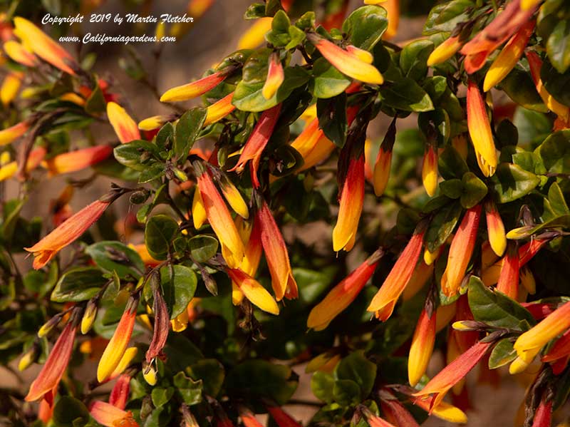 Justicia rizzinii, Firecracker Flower