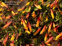 Justicia rizzinii, Firecracker Plant
