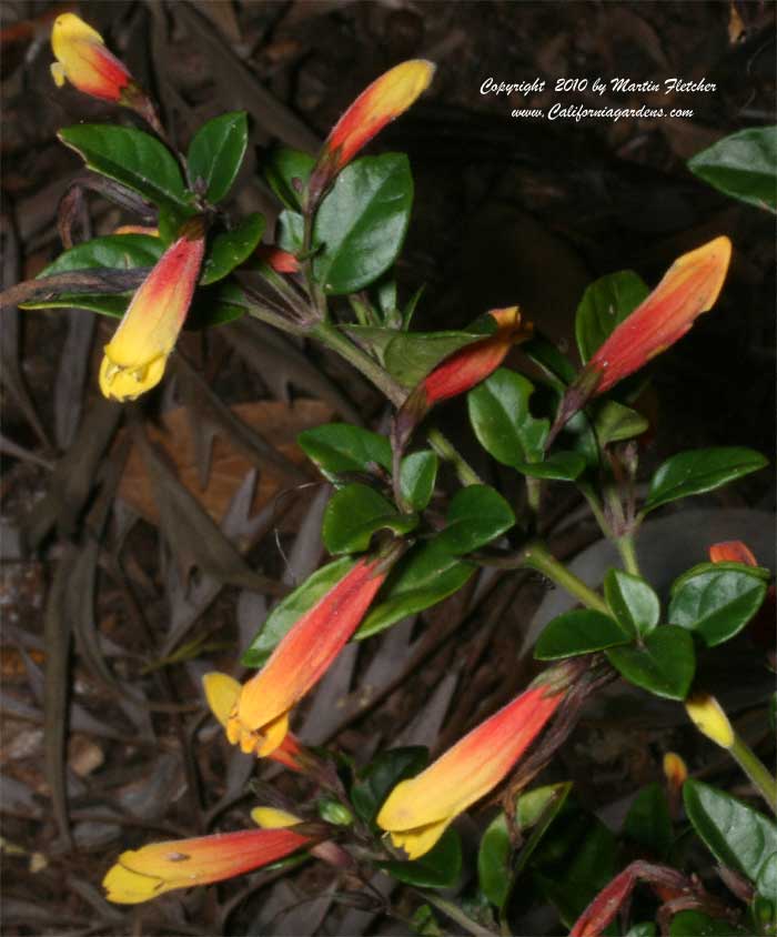 Justicia rizzinii, Firecracker Flower