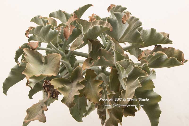 Kalanchoe beharensis, Velvet Elephant Ear