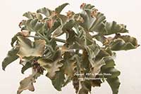 Kalanchoe beharensis, Velvet Elephant Ear