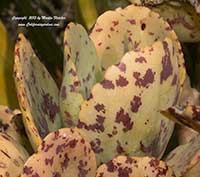 Kalanchoe humilis
