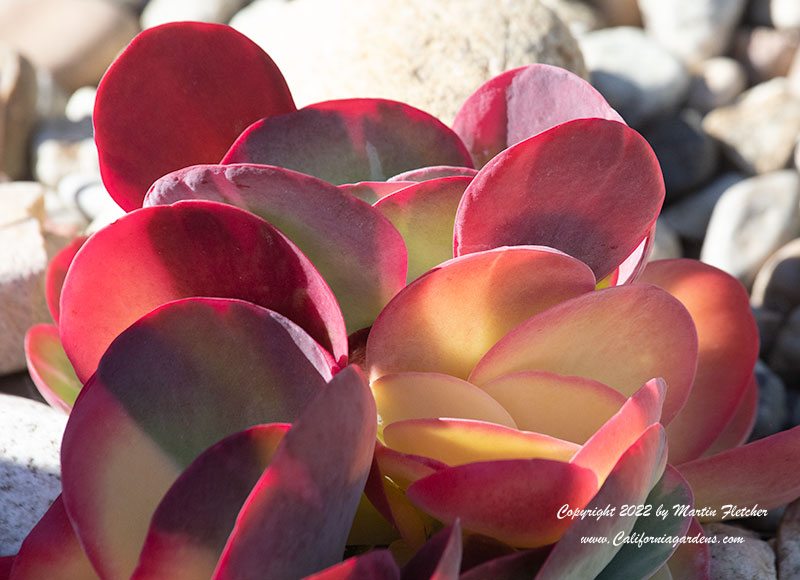 Kalanchoe luciae, Paddle Plant, Flapjacks, Desert Cabbage