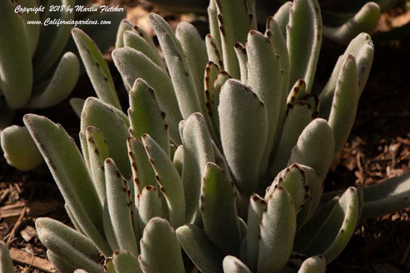 Kalanchoe tomentosa, Panda Plant