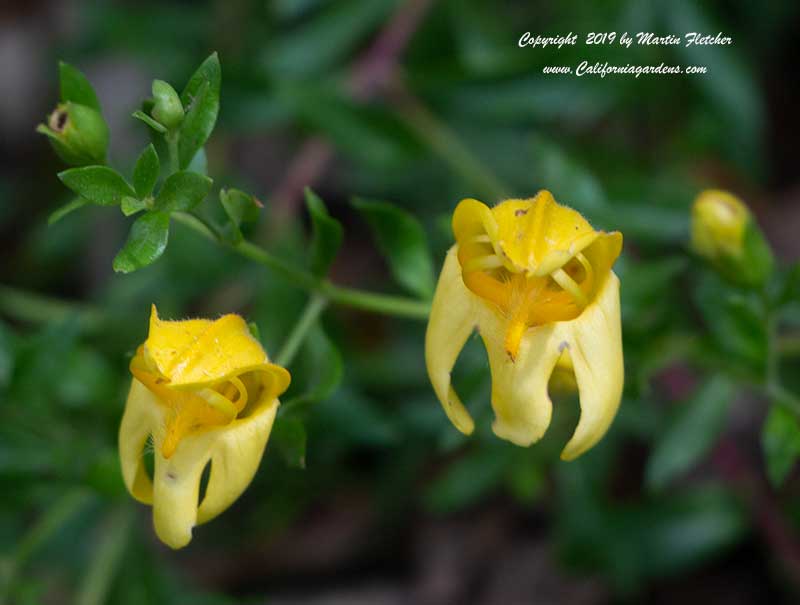 Keckiella antirrhinoides, Yellow Bush Penstemon