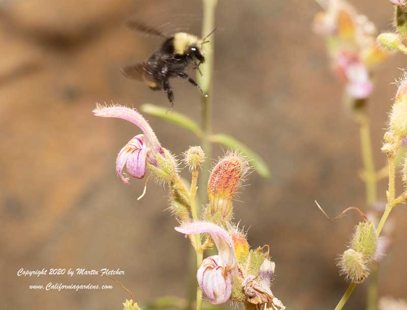 Keckiella breviflora, Yawning Penstemon