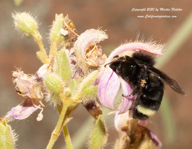 Yellow Faced Bumblebee, Bombus vosnesenskii