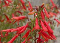 Keckiella ternata, Blue Stemmed Penstemon, Scarlet Keckiella, Summer Bush Penstemon