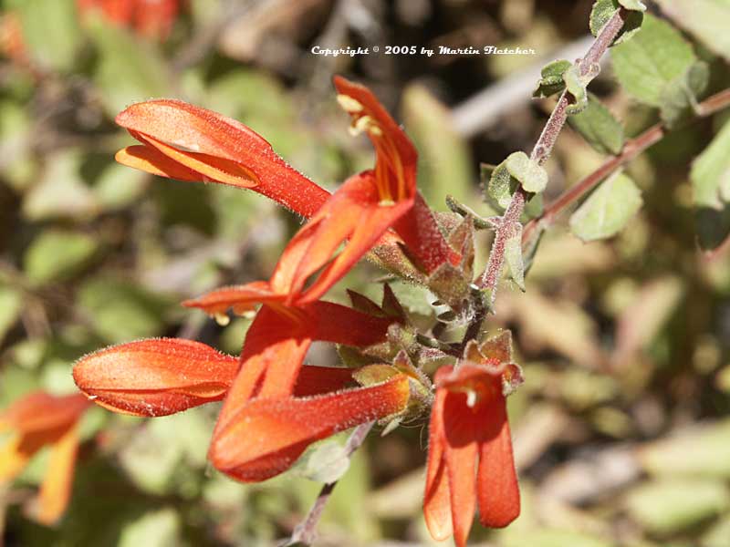 Keckiella cordifolia, Heartleaf Penstemon